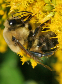 Common Eastern Bumble Bee
